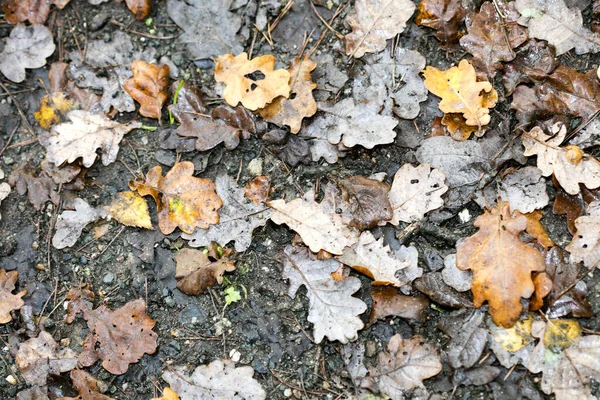 Feuilles mortes sur fond macro terrestre empreintes cinquante mégapixels — Photo