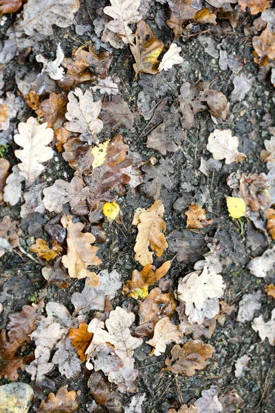 Döda blad på marken makro bakgrund femtio megapixlar utskrifter — Stockfoto