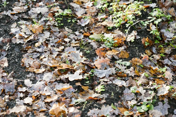 Folhas mortas no chão macro fundo cinquenta megapixels impressões — Fotografia de Stock