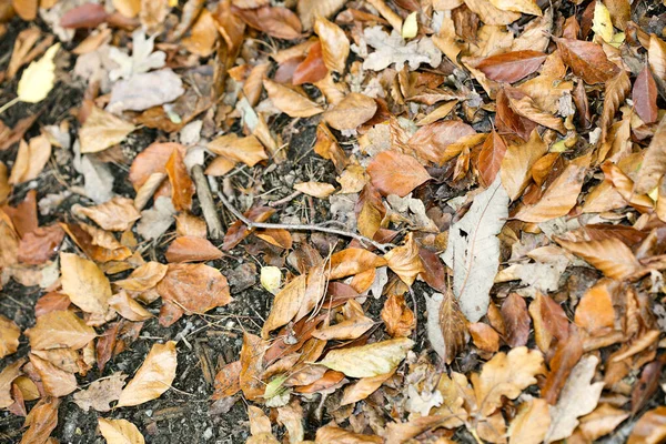 Folhas mortas no chão macro fundo cinquenta megapixels impressões — Fotografia de Stock