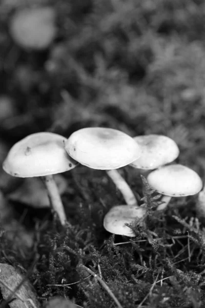Wild mushrooms in black and white macro background fifty megapix — Stock Photo, Image