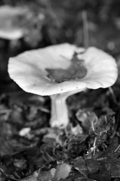 Wild mushrooms in black and white macro background fifty megapix