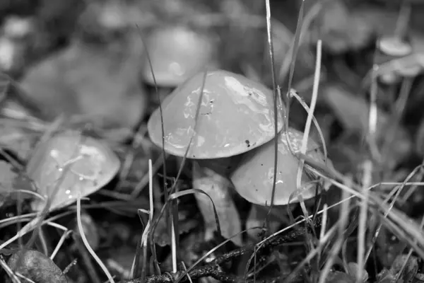 Champignons sauvages en noir et blanc macro fond cinquante mégapix — Photo