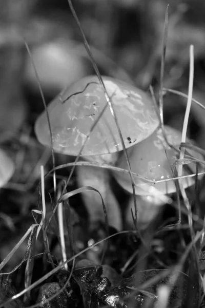 Champignons sauvages en noir et blanc macro fond cinquante mégapix — Photo