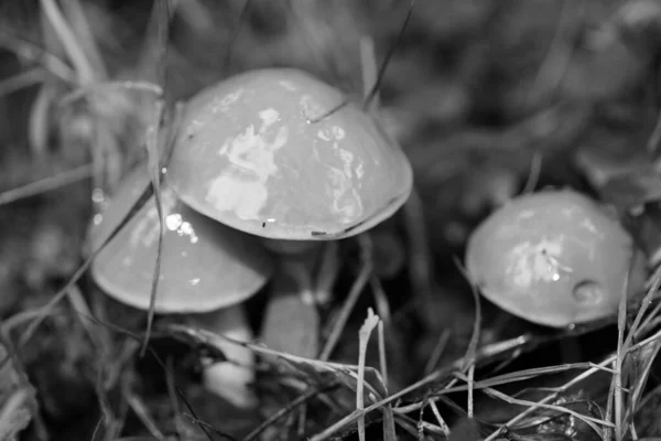 Champignons sauvages en noir et blanc macro fond cinquante mégapix — Photo