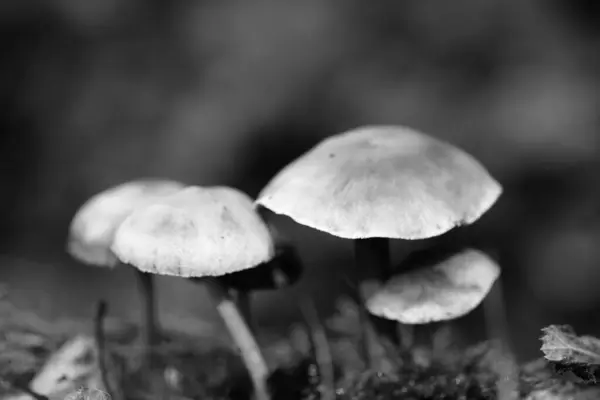 Champignons sauvages en noir et blanc macro fond cinquante mégapix — Photo