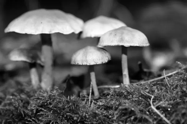Cogumelos selvagens em preto e branco macro fundo cinquenta megapix — Fotografia de Stock