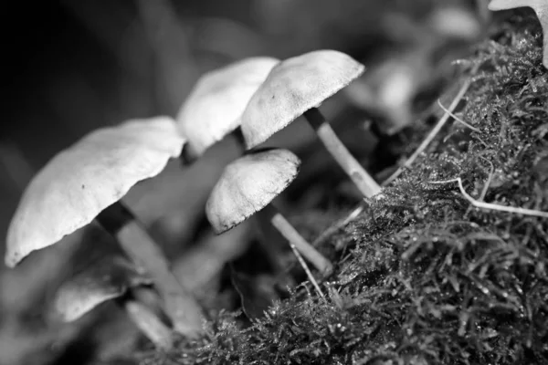 Wild mushrooms in black and white macro background fifty megapix — Stock Photo, Image