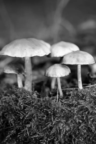 Champignons sauvages en noir et blanc macro fond cinquante mégapix — Photo