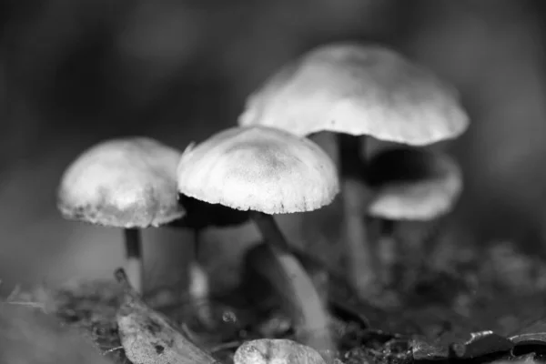 Champignons sauvages en noir et blanc macro fond cinquante mégapix — Photo