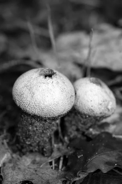 Champignons sauvages en noir et blanc macro fond cinquante mégapix — Photo