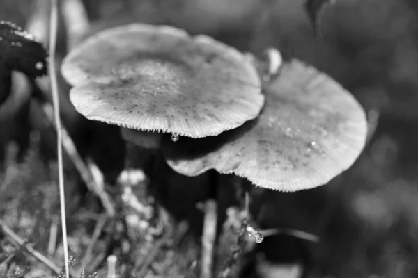 Champignons sauvages en noir et blanc macro fond cinquante mégapix — Photo