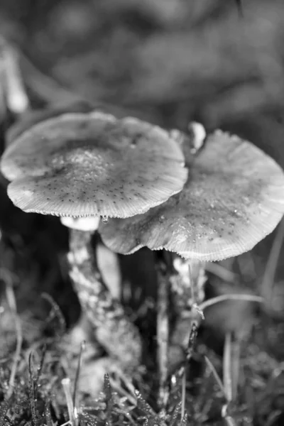 Wild mushrooms in black and white macro background fifty megapix — Stock Photo, Image