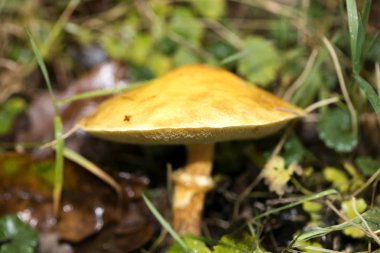 Mantar vahşi doğaya yakın plan 50 megapiksel pri