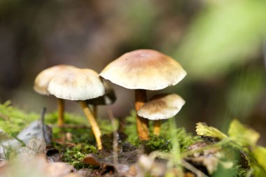 Mantar vahşi doğaya yakın plan 50 megapiksel pri