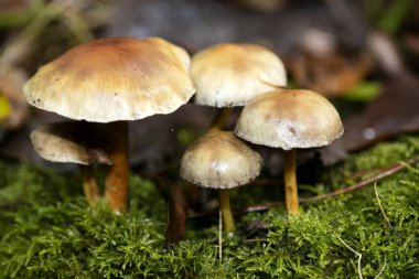 Mantar vahşi doğaya yakın plan 50 megapiksel pri