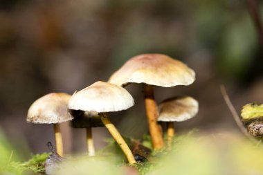 Mantar vahşi doğaya yakın plan 50 megapiksel pri