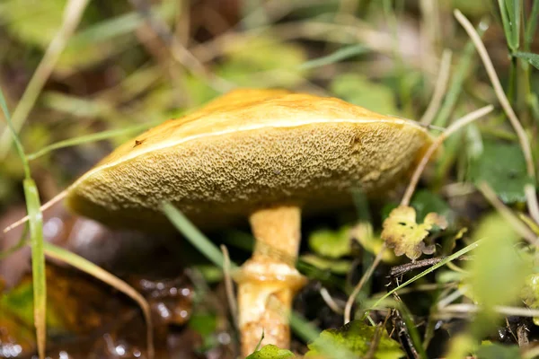 Cogumelo de perto em natureza selvagem fundo cinquenta megapixels pri — Fotografia de Stock