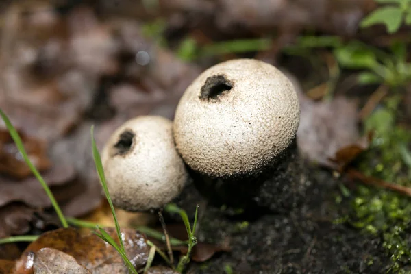 Champiñones de cerca en la naturaleza salvaje fondo cincuenta megapíxeles pri —  Fotos de Stock