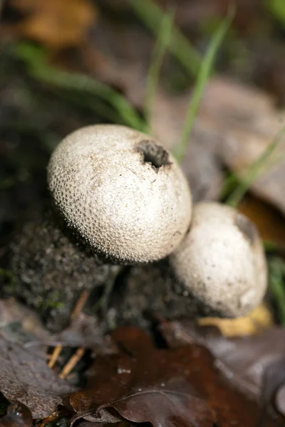 Champiñones de cerca en la naturaleza salvaje fondo cincuenta megapíxeles pri — Foto de Stock