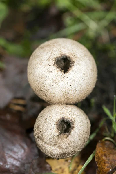 Pilz aus nächster Nähe in der wilden Natur Hintergrund fünfzig Megapixel pri — Stockfoto