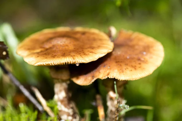 Champiñones de cerca en la naturaleza salvaje fondo cincuenta megapíxeles pri — Foto de Stock