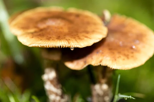 Cogumelo de perto em natureza selvagem fundo cinquenta megapixels pri — Fotografia de Stock