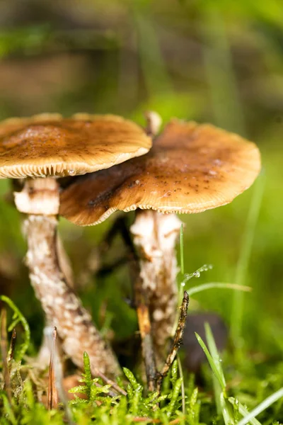 Cogumelo de perto em natureza selvagem fundo cinquenta megapixels pri — Fotografia de Stock