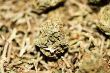 Marihuana makro süper limon sisi arka plan 50 megapiksel pri