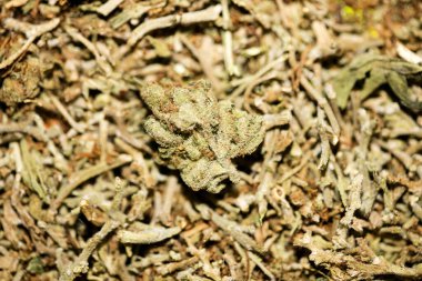 Marihuana makro süper limon sisi arka plan 50 megapiksel pri