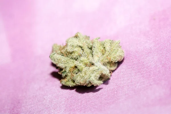 大麻の芽スーパーレモンヘイズマクロの背景50メガピクセル — ストック写真