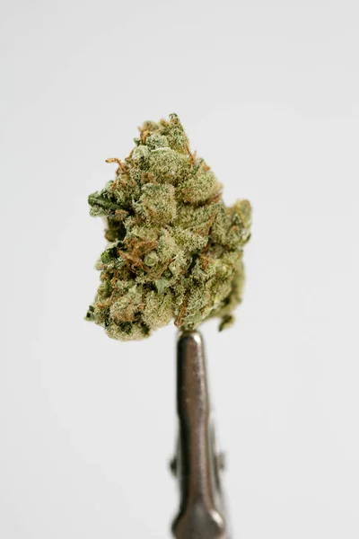 Cannabis germoglio super limone foschia macro sfondo cinquanta megapixel — Foto Stock