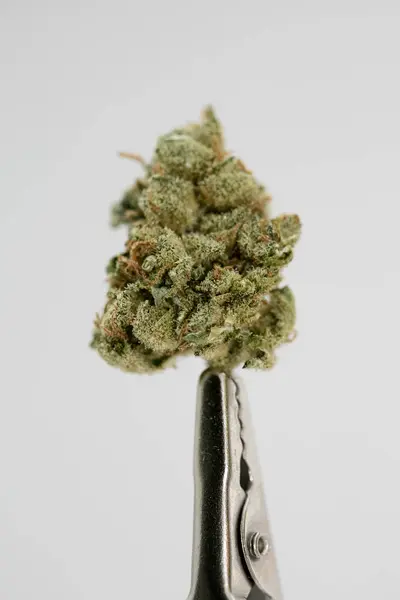 Brote de cannabis super limón neblina macro fondo cincuenta megapíxeles — Foto de Stock