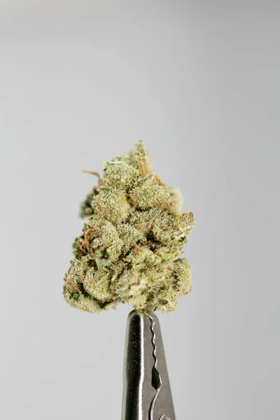 Cannabis Bud Super lemon haze macro 배경 50 megapixels — 스톡 사진