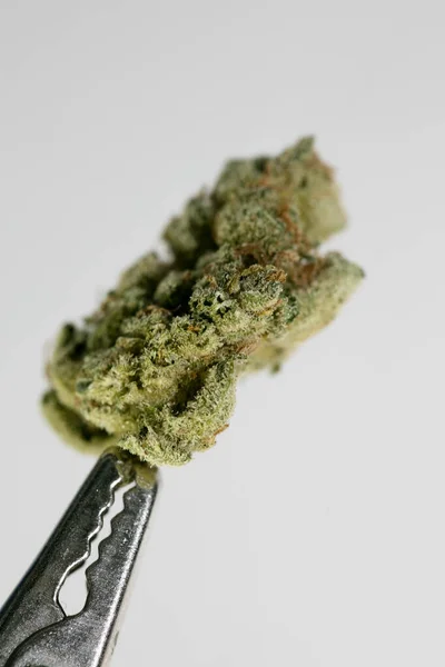 Cannabis knop super citroen nevel macro achtergrond vijftig megapixels — Stockfoto