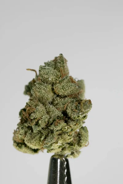 Cannabis bud super limão neblina macro fundo cinquenta megapixels — Fotografia de Stock