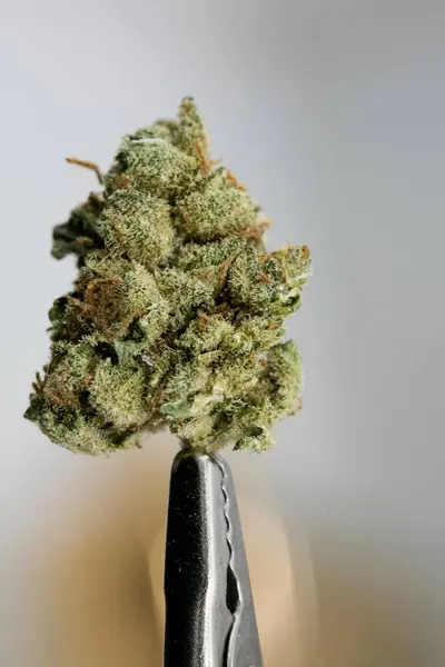 Brote de cannabis super limón neblina macro fondo cincuenta megapíxeles — Foto de Stock