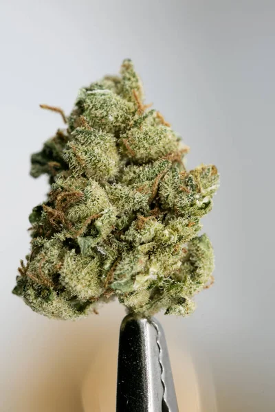 Cannabis Bud Super lemon haze macro 배경 50 megapixels — 스톡 사진