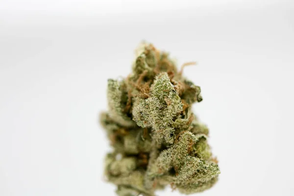 Cannabis Bud Super lemon haze macro 배경 50 megapixels — 스톡 사진