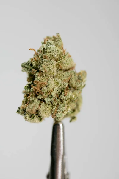 Bourgeon de cannabis super citron brume macro fond cinquante mégapixels — Photo