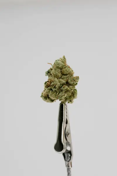 Cannabis germoglio super limone foschia macro sfondo cinquanta megapixel — Foto Stock
