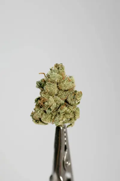 Cannabis bud super lemon haze macro background fifty megapixels — Stock Photo, Image