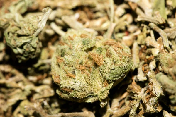 Marihuana macro super lemon haze background fifty megapixels pri — Stock Photo, Image