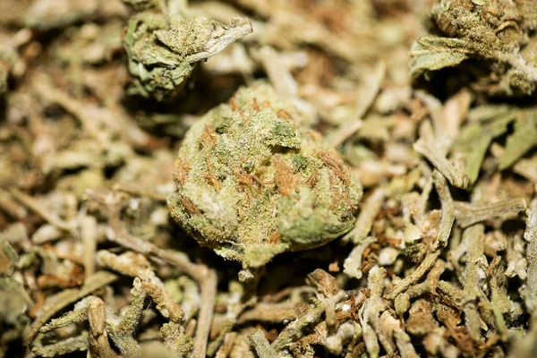 Marihuana makró szuper citrom köd háttér ötven megapixel pri — Stock Fotó