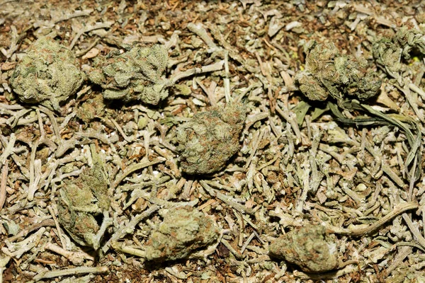 Marihuana macro super lămâie ceață fundal cincizeci megapixeli pri — Fotografie, imagine de stoc