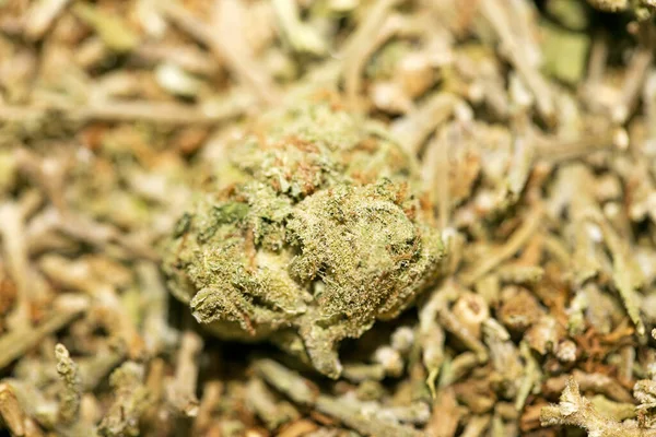 Marihuana Makro Super Zitrone Dunst Hintergrund fünfzig Megapixel pri — Stockfoto