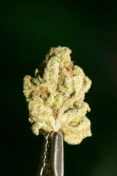 Cannabis macro in black background fifty megapixels prints — Stock Photo, Image