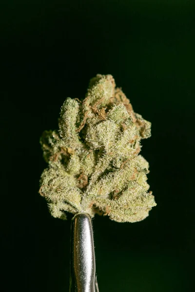 Cannabis makro i svart bakgrund femtio megapixlar tryck — Stockfoto