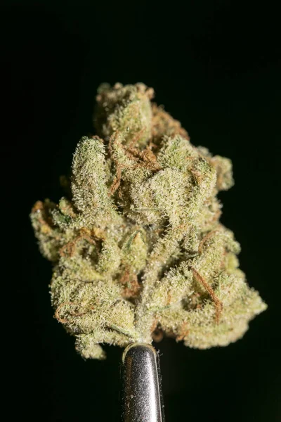 Macro di cannabis su sfondo nero stampe da cinquanta megapixel — Foto Stock