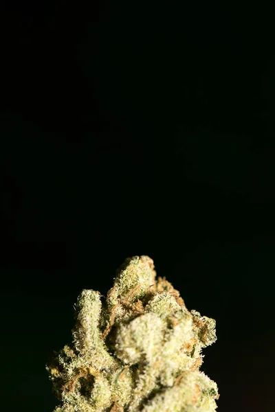 Cannabis macro em fundo preto 50 megapixels impressões — Fotografia de Stock